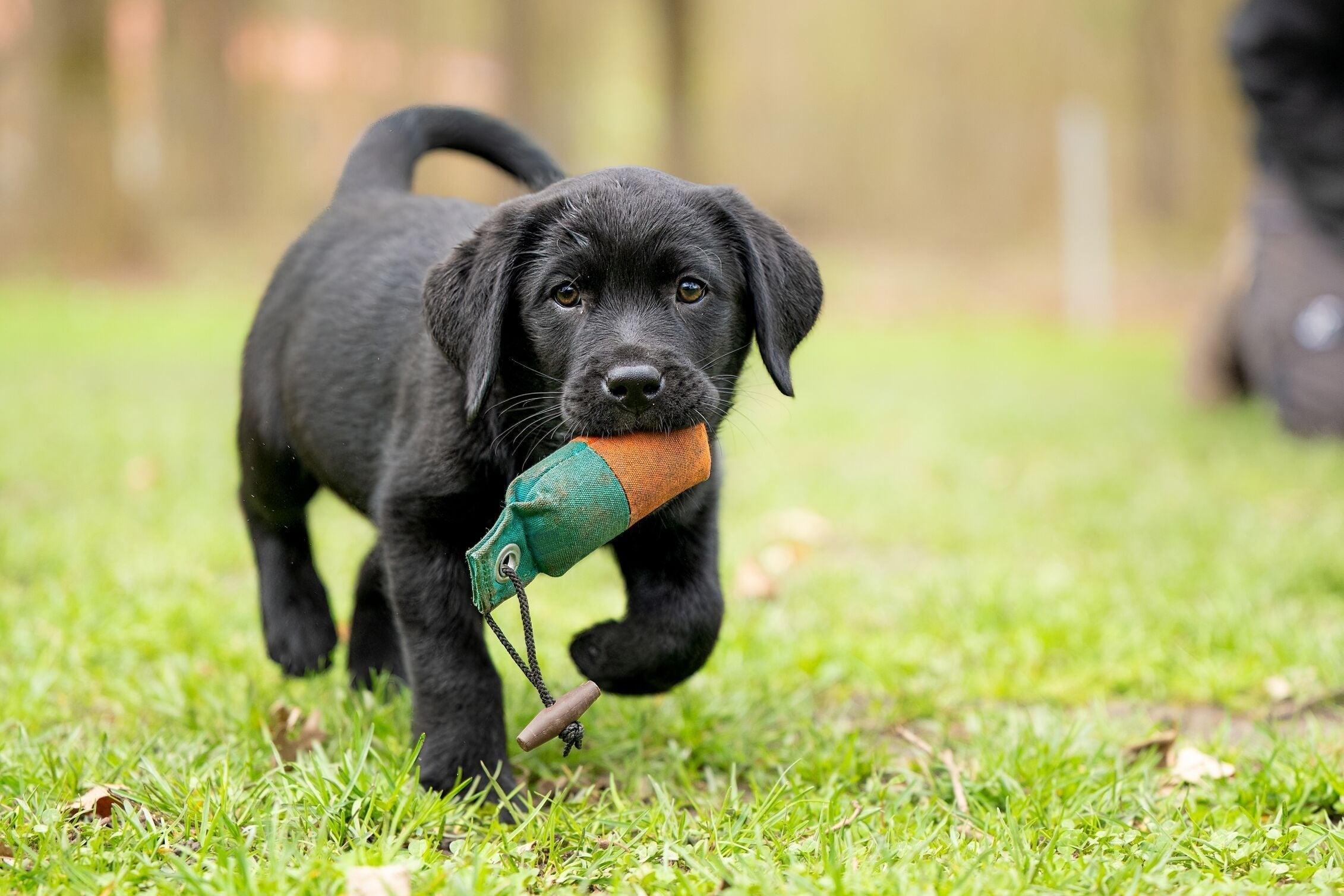 De leukste speeltjes voor jouw nieuwe puppy: wat mag niet ontbreken?