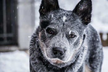 Voer voor oudere honden (senior)