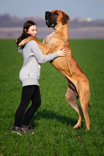 Voer voor hele grote rassen (>40kg)