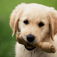 Snacks en beloningen voor puppy’s - Fidello