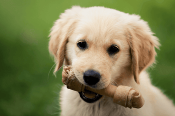 Snacks en beloningen voor puppy’s - Fidello