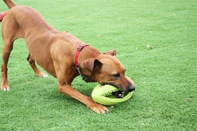 Happy Pet Grubber Interactieve Rugbybal Mini Assorti